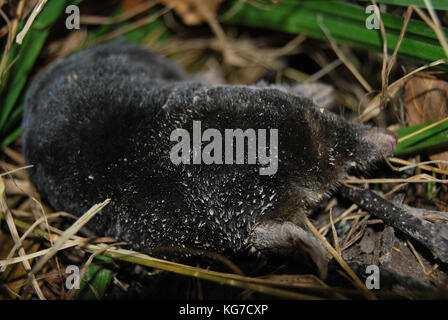 Dead mole sdraiati sull'erba nella foresta Foto Stock