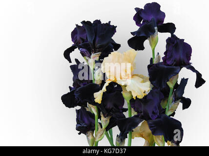 Bouquet di iridi pieno di colore scuro con Peach Blossoms in mezzo isolato su sfondo bianco Foto Stock