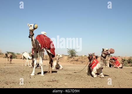 Qualità i cammelli per la vendita nel mercato di Omdurman, Khartoum, Sudan Foto Stock