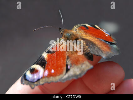 Butterfly " peacock eye" si siede sulle dita di una ragazza Foto Stock