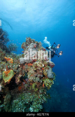 Fotografo subacqueo, esplora estremamente diversificato i coralli e la vita marina sulla parete exuma, isole bahama Foto Stock