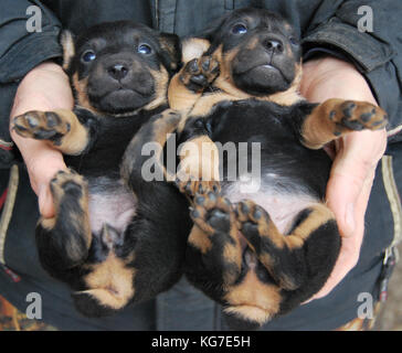 Piccoli cuccioli di cane di razza tedesco caccia terrier giacciono sul dorso delle mani di un uomo Foto Stock