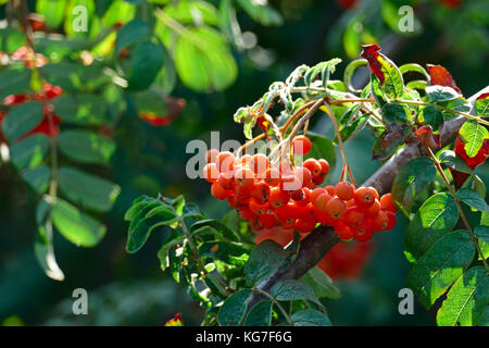 Frutti di sorbo su una luminosa giornata di sole nella foresta. La messa a fuoco su un grappolo di rowan. profondità di campo Foto Stock