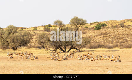 Un springbok mandria in appoggio nel fiume Auob valle del kgalagadi parco transfrontaliera a cavallo tra il Sud Africa e il Botswana. Foto Stock