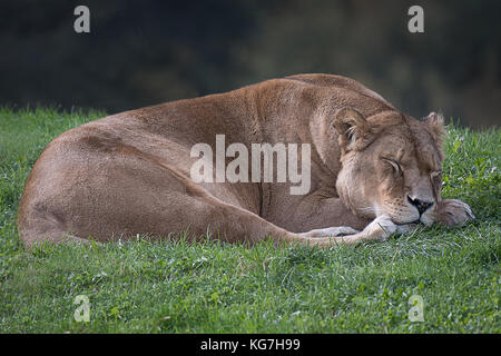 Una leonessa sdraiati sull'erba addormentato con gli occhi chiusi del sonno rilassante Foto Stock