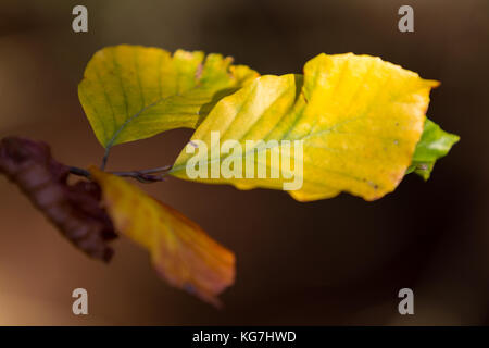 Herbstfarben butes Laub der Buche Foto Stock