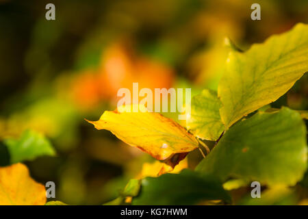 Herbstfarben butes Laub der Buche Foto Stock