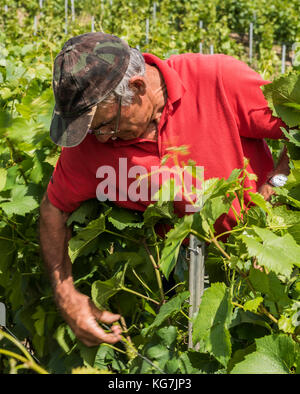 Epernay, Francia - 13 giugno 2017: lavoratore nei vigneti della Champagne district binding fino alle foglie e rami di vite, Francia. Foto Stock