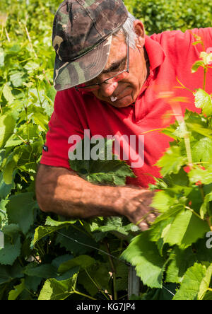 Epernay, Francia - 13 giugno 2017: lavoratore nei vigneti della Champagne district binding fino alle foglie e rami di vite, Francia. Foto Stock