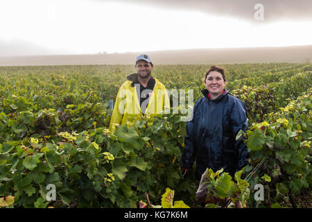 Vezernay, Francia - 10 settembre 2017: raccolta di pinot nero nella regione di champagne con i lavoratori nella vigna in una nebbiosa mattina. Foto Stock