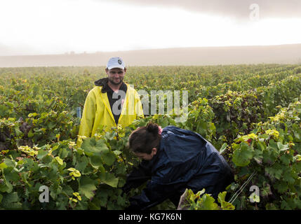 Vezernay, Francia - 10 settembre 2017: raccolta di pinot nero nella regione di champagne con i lavoratori nella vigna in una nebbiosa mattina. Foto Stock