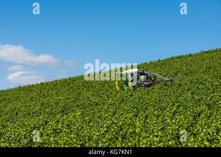 Epernay, Francia - 12 giugno 2017: Irrorazione di viti in un vigneto vicino al villaggio di Champagne Epernay Champagne District, Francia. Foto Stock