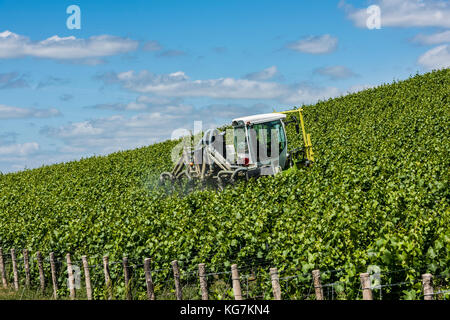 Epernay, Francia - 12 giugno 2017: Irrorazione di viti in un vigneto vicino al villaggio di Champagne Epernay Champagne District, Francia. Foto Stock