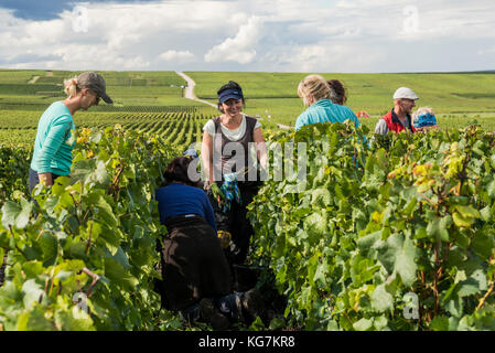 Verzy, Francia - 9 settembre 2017: raccolta delle uve in zona dello champagne con le donne il taglio di uve chardonnay in vigna a verzy. Foto Stock