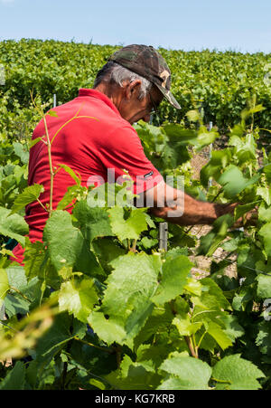 Epernay, Francia - 13 giugno 2017: lavoratore nei vigneti della Champagne district binding fino alle foglie e rami di vite, Francia. Foto Stock