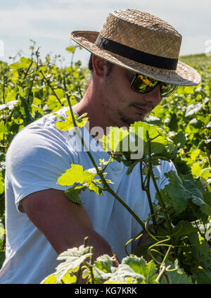 Epernay, Francia - 13 giugno 2017: lavoratore nei vigneti della Champagne district binding fino alle foglie e rami di vite, Francia. Foto Stock