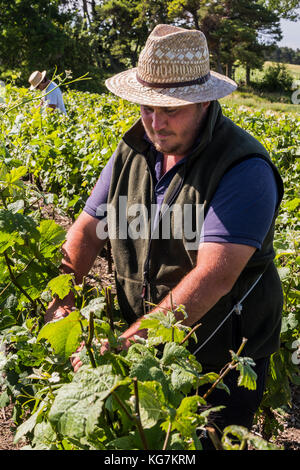 Epernay, Francia - 13 giugno 2017: i lavoratori nei vigneti della Champagne district binding fino alle foglie e rami di vite, Francia. Foto Stock