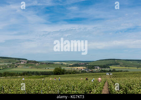 Leuvrigny, Francia - 8 giugno 2017: i lavoratori nei vigneti nel distretto di champagne, Francia, con Chatillon-sur-Marne in background. Foto Stock
