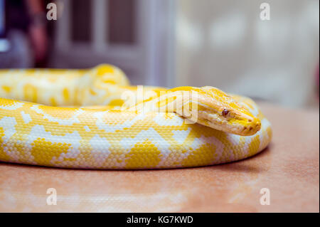 Python d'oro,pitone reticolato, python reticulatus albino snake con un bel colore giallo texture. pet esotici. messa a fuoco selettiva. Foto Stock