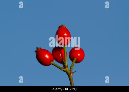 Mature, rosa canina, noto anche come il rose haws e rose heps contro un azzurro cielo di autunno Foto Stock
