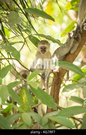 Giovani vervet monkey in una struttura ad albero con la famiglia Foto Stock