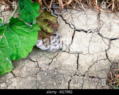 Essiccato fuori terra incrinata sul bordo di un campo di raccolto durante un caldo Foto Stock