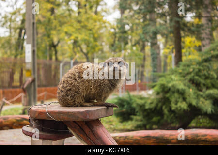 Grigio marmotta si siede su un supporto in legno, foglia verde sullo sfondo Foto Stock