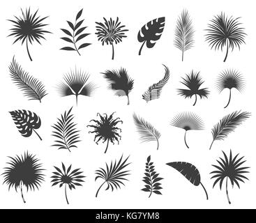 Foglie di palme sagome isolati su sfondo bianco. tropicale Coconut e banana giungla di foglie di palma o frond silhouette set, illustrazione vettoriale Illustrazione Vettoriale