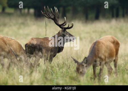 Red Deer solchi stagione Foto Stock