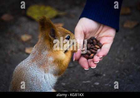 Uno scoiattolo rosso di mangiare i dadi da una donna di mano sul marciapiede nel parco in autunno Foto Stock