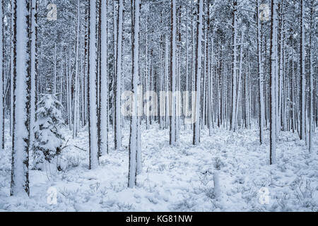 La prima neve di neve in inverno sera nella foresta della Finlandia Foto Stock