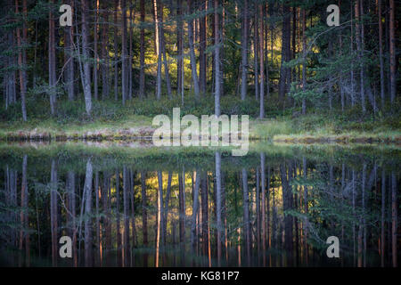 Bella riflessione con alberi e bosco al piccolo lago in Finlandia Foto Stock