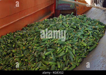 Linea di produzione per la calibratura e la trasformazione di verde giovane cetriolo utilizzati per il decapaggio Foto Stock