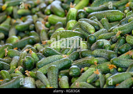 Linea di produzione per la calibratura e la trasformazione di verde giovane cetriolo utilizzati per il decapaggio Foto Stock