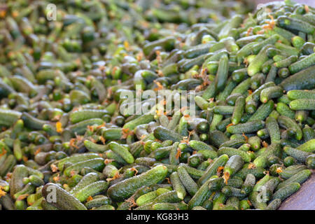 Linea di produzione per la calibratura e la trasformazione di verde giovane cetriolo utilizzati per il decapaggio Foto Stock