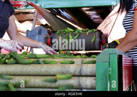 Linea di produzione per la calibratura e la trasformazione di verde giovane cetriolo utilizzati per il decapaggio Foto Stock