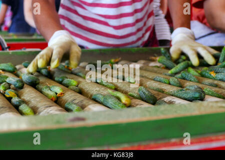 Linea di produzione per la calibratura e la trasformazione di verde giovane cetriolo utilizzati per il decapaggio Foto Stock