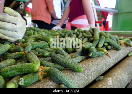 Linea di produzione per la calibratura e la trasformazione di verde giovane cetriolo utilizzati per il decapaggio Foto Stock