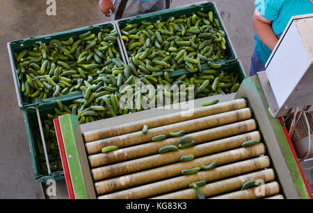 Linea di produzione per la calibratura e la trasformazione di verde giovane cetriolo utilizzati per il decapaggio Foto Stock