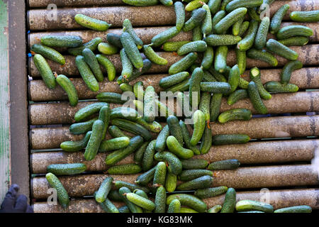 Linea di produzione per la calibratura e la trasformazione di verde giovane cetriolo utilizzati per il decapaggio Foto Stock