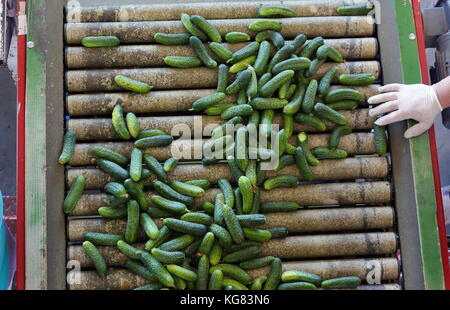 Linea di produzione per la calibratura e la trasformazione di verde giovane cetriolo utilizzati per il decapaggio Foto Stock