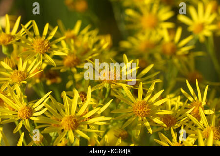 Fiori ed erba illuminata da un caldo sole su un prato estivo, astratti sfondi naturali per il vostro design. jacobaea, erba tossica Foto Stock