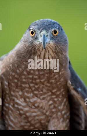 Immaturo Cooper's hawk, (Accipiter cooperii)< wildlife rescue Inc., New Mexico. Foto Stock