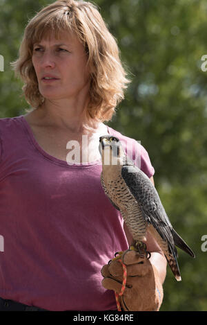 Falco pellegrino (falco peregrinus), che viene visualizzata al rio grande centro natura del parco statale di Albuquerque, Nuovo Messico, Stati Uniti d'America. Foto Stock