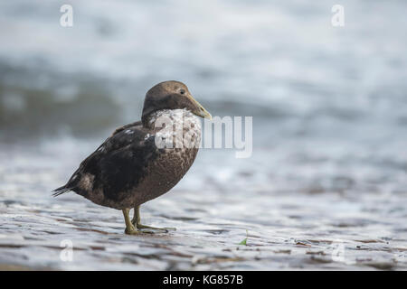 Eider duck, in piedi su un sentiero che scende verso il mare, vicino fino Foto Stock