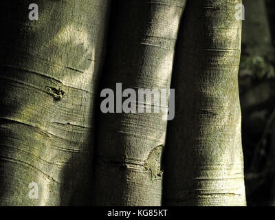 Illuminazione laterale su rigati grigio grigio tronco di una venerabile faggio ‎(Fagus sylvatica) in Cumbria, Inghilterra, Regno Unito ricorda le gambe di un elefante Foto Stock