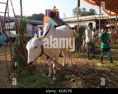 toro indiano all'esposizione agricola a gandhi Maidan, kolhapur in 3 nov 2017 Foto Stock