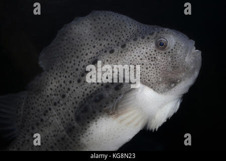 Lumpsucker Cyclopterus lumpus Foto Stock