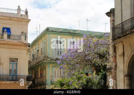 Vecchio stile neo-classico e stile spagnolo in edifici in piazza Vecchia, Havana, Cuba. Sono inoltre visibili le palme e la fioritura degli alberi tropicali. Foto Stock