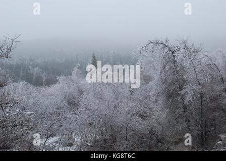 Tempesta di ghiaccio nella concezione baia a sud, NL, Canada. Pesante accumulo di ghiaccio sugli alberi. alberi piegati dal peso del peso., il congelamento di nebbia in aria. Foto Stock